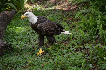 eagle