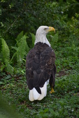 eagle