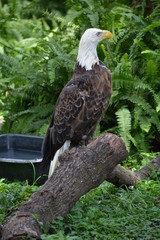 Golden eagle