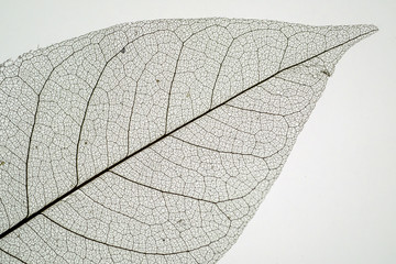 On a white background, dried transparent leaves