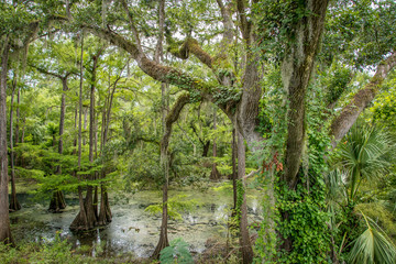 Naklejka premium Radium Springs Natural Park 