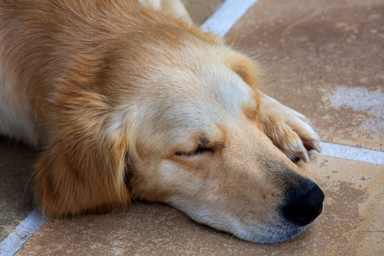 Portrait Image of Sleeping Dog, Golden Retriever