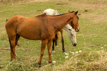 Naklejka na ściany i meble Two horses, white and brown, grazing dry grass on rural farm