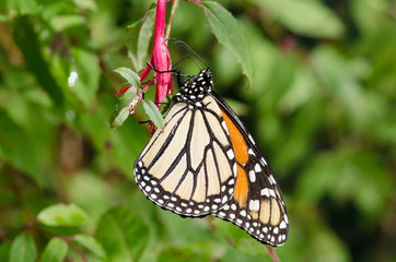 Monarch butterfly on a red, fuchsia flower feeding.