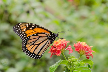 Obraz na płótnie Canvas Monarch butterfly on a red flower feeding.