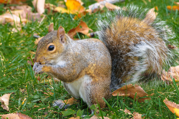Cute Eastern Grey Squirrel (Sciurus carolinensis) nibbling on a nut during autumn in Central Park New York