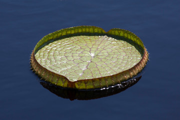 Green circular lily pad in pond of clear blue colored water. Round leaf of a water lily with bumpy surface texture. Florida nature and plant life. © Cedar