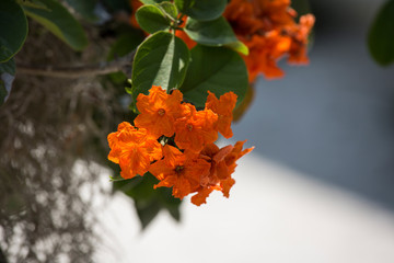 Orange flowers glowing in the sunshine, soft white and gray background