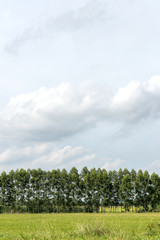 Obraz premium Eucalyptus row with cloudy skies.