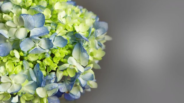 Hydrangea Flower Blooming with Copy Space
