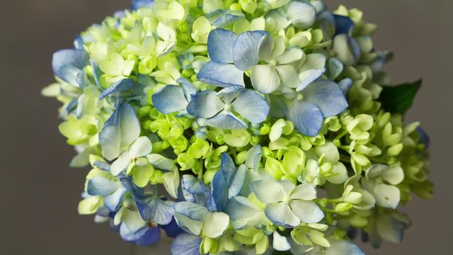 Hydrangea Flower Blooming