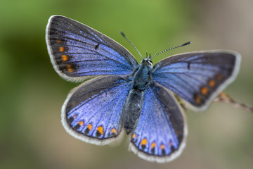 Obraz premium Orange spotted blue butterfly