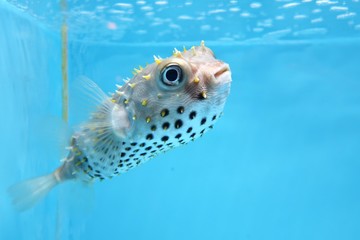愛嬌のある顔のフグ