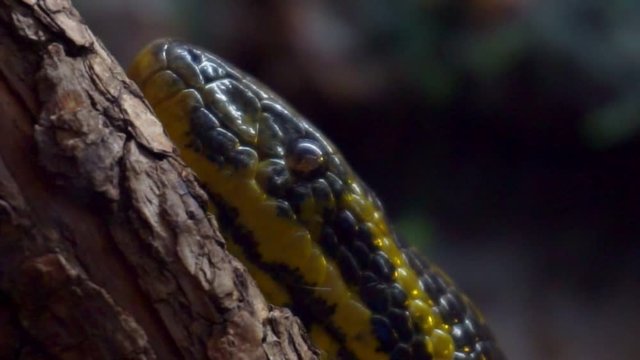 Portrait of a yellow anaconda close-up