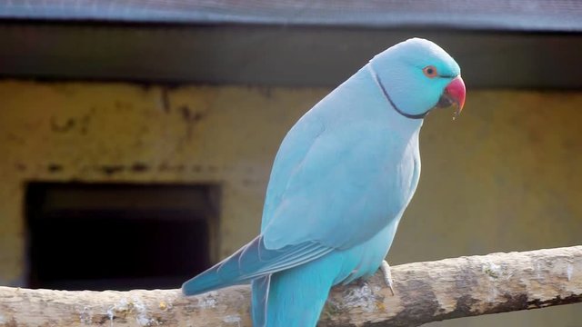 rose-ringed or ring-necked parakeet  close-up.