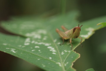 Close up tiny brown grasshopper on grass leaf