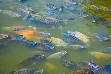 Fototapeta na wymiar Freshwater tilapia is commonly used in farm systems or on earthen ponds to grow faster and produce better yields.