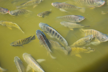 Naklejka premium Freshwater tilapia is commonly used in farm systems or on earthen ponds to grow faster and produce better yields.