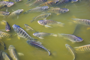 Tilapia fish have been cut in order to grow faster. Suitable for farming in the industry.