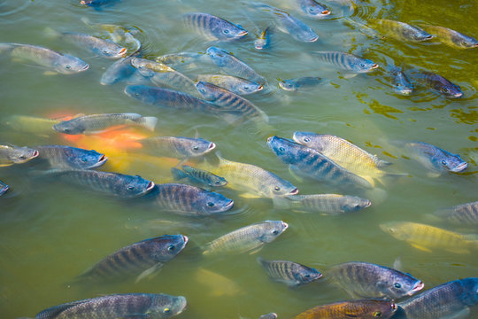 Freshwater tilapia is commonly used in farm systems or on earthen ponds to grow faster and produce better yields.