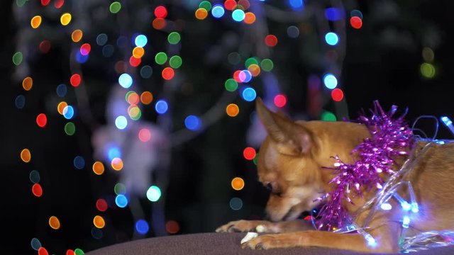 The Toy Terrier is a yellow New Year's dog. A funny dog eats a tasty bone with meat. Tinsel on her neck, around the garlands. A background of a fur-tree with shone by lights.