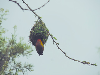 bird