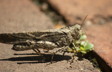Grasshopper