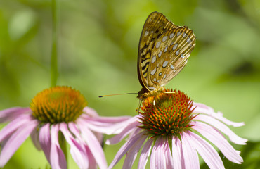 Butterfly on Flower