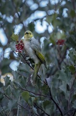 White-plumed Honeyeater
