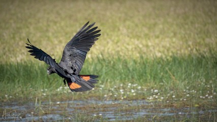 Red-Tailed Black Cockatoo