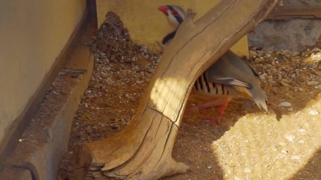 Chukar partridge close-up.