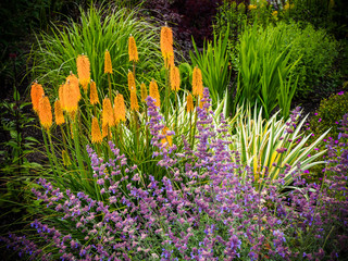 Orange torch lily