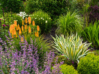 Orange torch lily