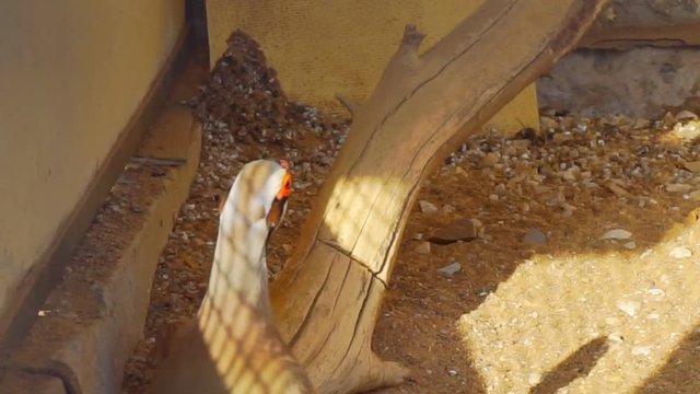 Chukar partridge close-up.