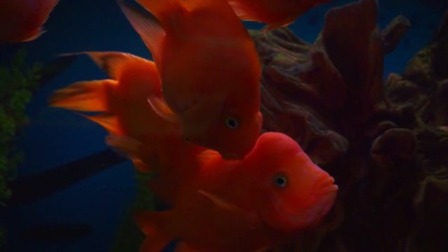 blood parrot cichlid or parrot cichlid, big beautiful red fish in the water.