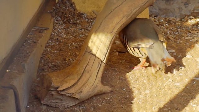 Chukar partridge close-up.