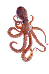 Octopus on a white background © pdm