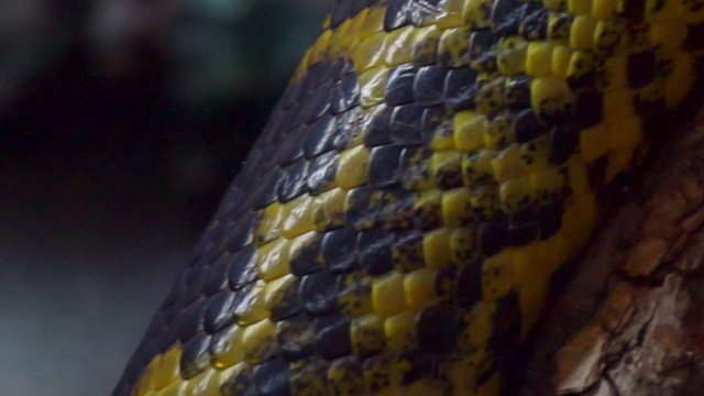 Portrait of a yellow anaconda close-up