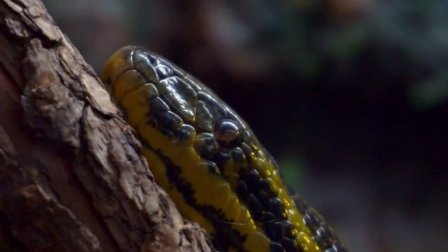 Portrait of a yellow anaconda close-up