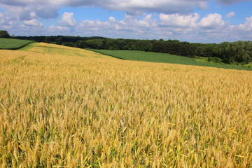 Agriculture, agronomy and farming background. Rural landscape with riping wheat field on a foreground. Beautiful summer countryside nature background, Wisconsin, Midwest USA. Harvest concept.