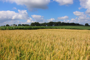 Agriculture, agronomy and farming background. Rural landscape with riping wheat field on a foreground. Beautiful summer countryside nature background, Wisconsin, Midwest USA. Harvest concept.