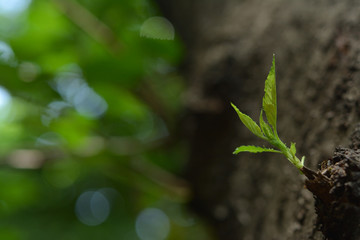 新芽　新緑
