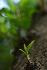 新芽　新緑
