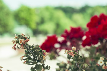 The pink red flowers