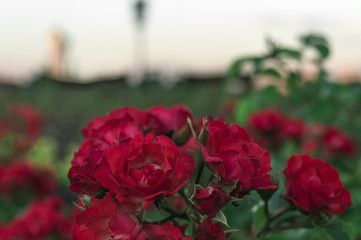 The pink red flowers