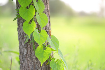 Green vine leaf on tree