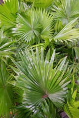 Top view of leaves saw palmetto, Abstract leaves texture, Ecological Concept, Space for text in template (sabal palm, Serenoa repens)