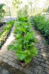 Group of saw palmetto tree, Ecological Concept, Space for text in template (sabal palm, Serenoa repens)