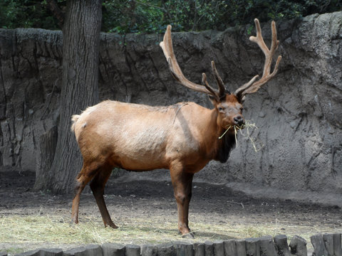 alce en cautiverio en el zoologico de mexico