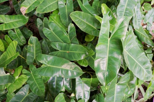 Green leaves with sunlight as a background in the forest (Syngonium podophyllum, Tricolor Nephthytis,Araceae, xanthosoma), Ecological Concept